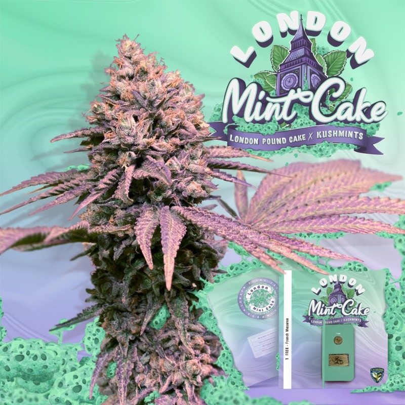 London Mint Cake Special Pack