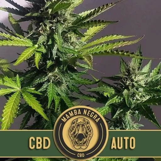 Mamba Negra Auto CBD