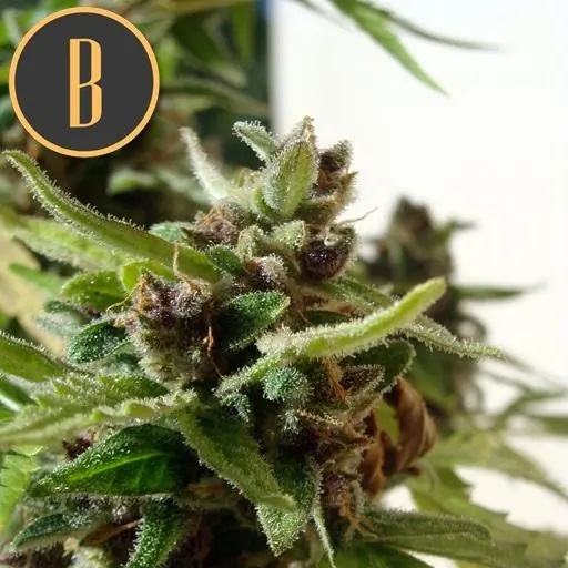 Mamba Negra Auto CBD