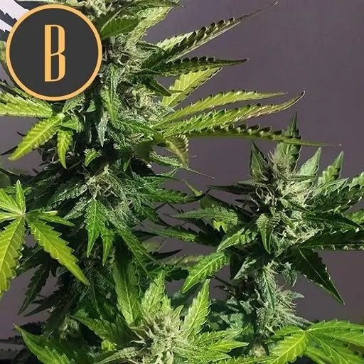 Mamba Negra Auto CBD