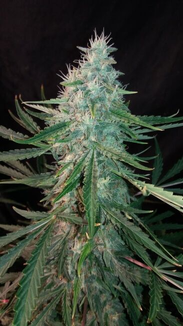 ManBearAlienPig Auto