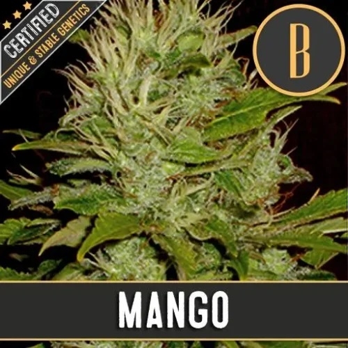 Mango (BlimBurn)