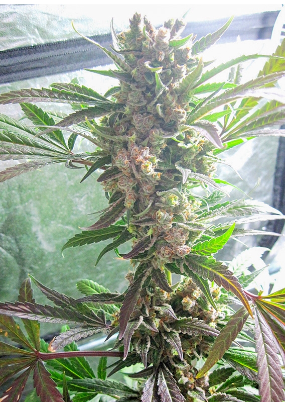 Master Kush (DP)