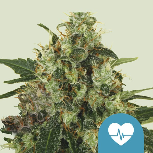 Medical Mass CBD