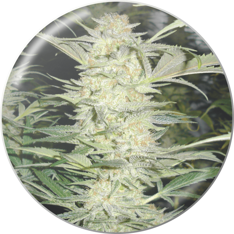 White Widow (Medical Seeds)