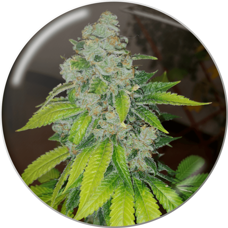 Zkittlez  (Medical Seeds)