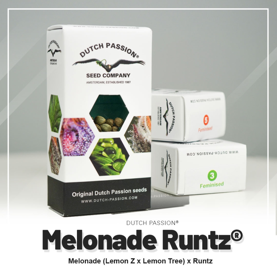 Melonade Runtz