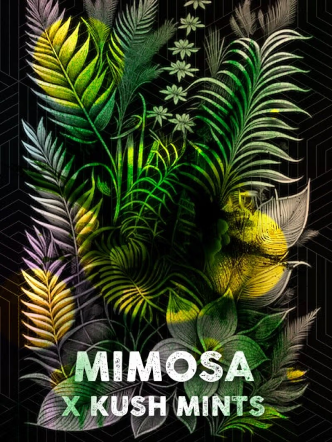 Mimosa Mints