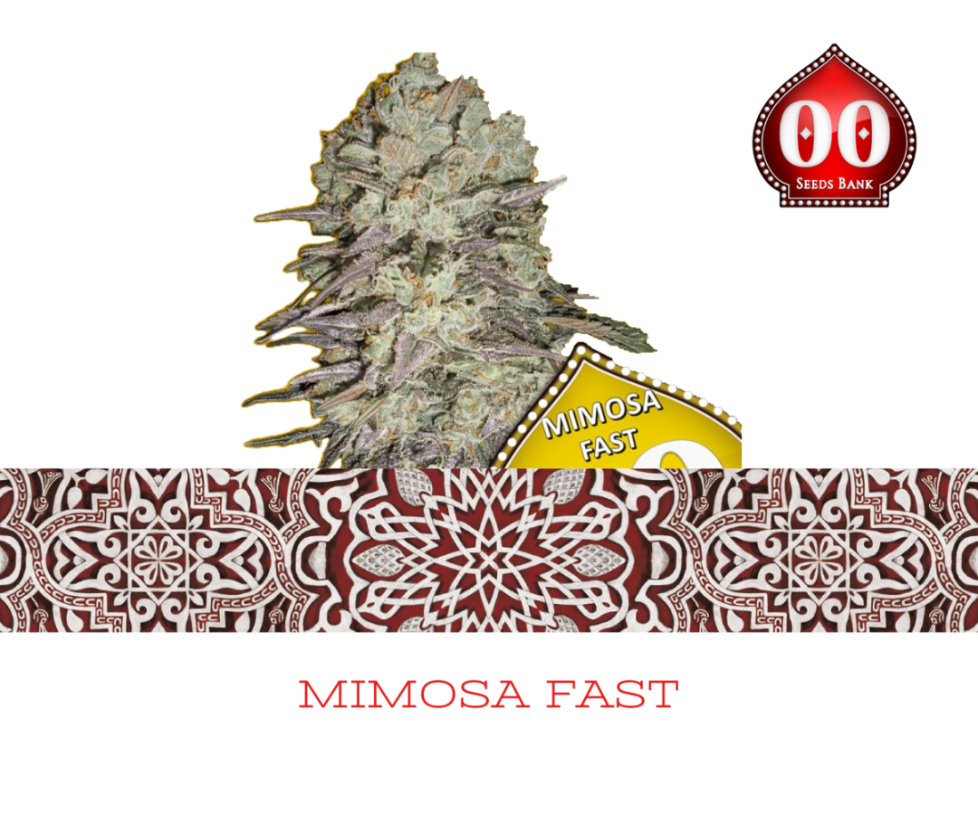 Mimosa Fast Version