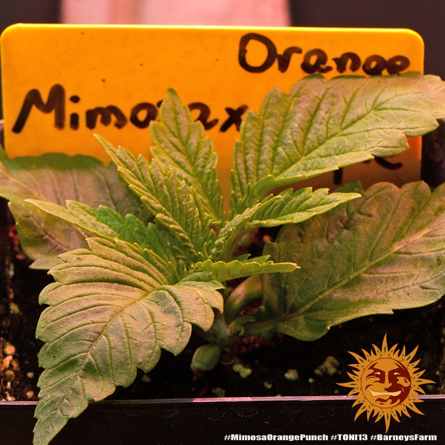 Mimosa x Orange Punch