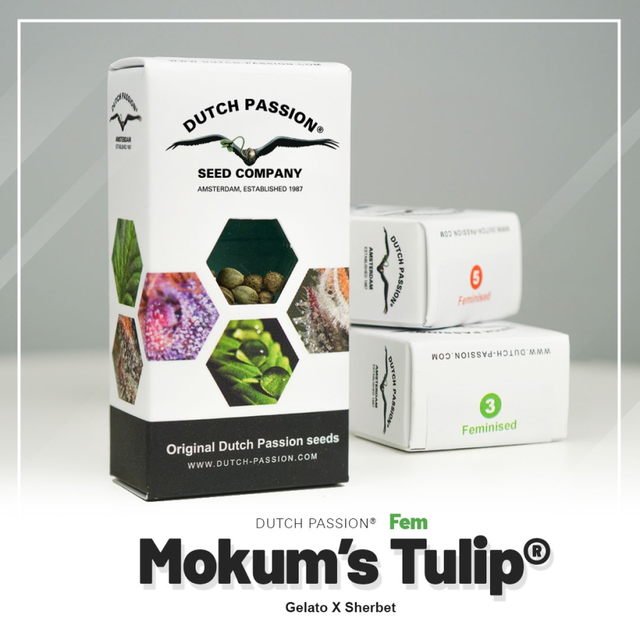 Mokum’s Tulip