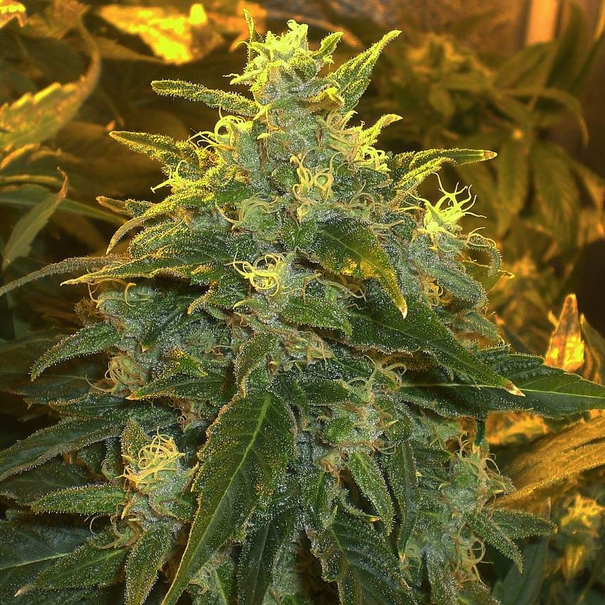 Northern Light (Nirvana Seeds)