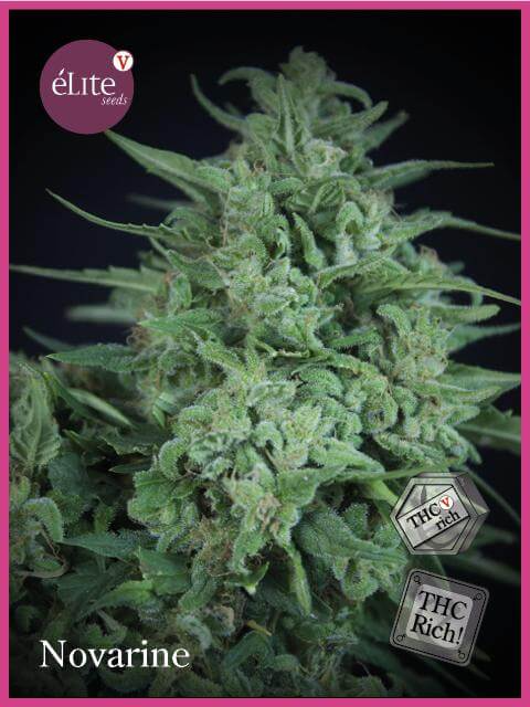 Novarine THCV:THC