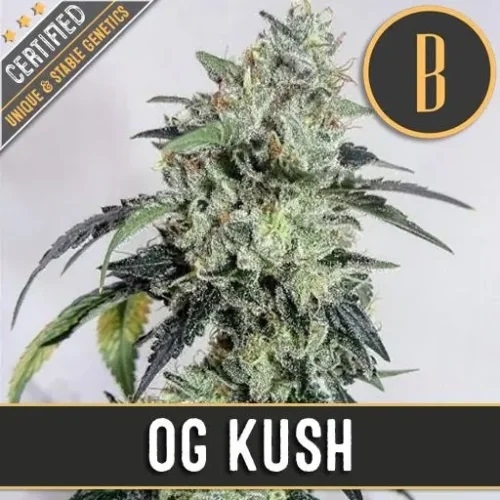 OG Kush (BlimBurn)