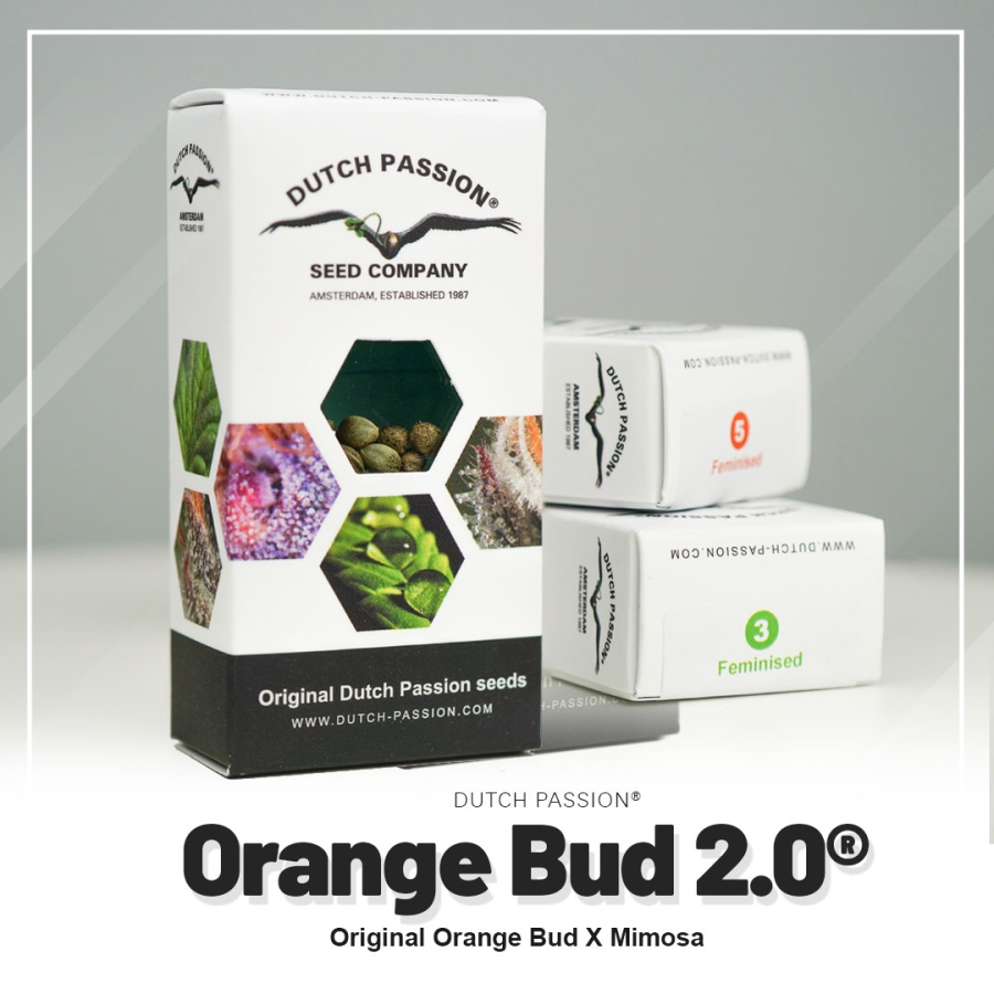 Orange Bud 2.0