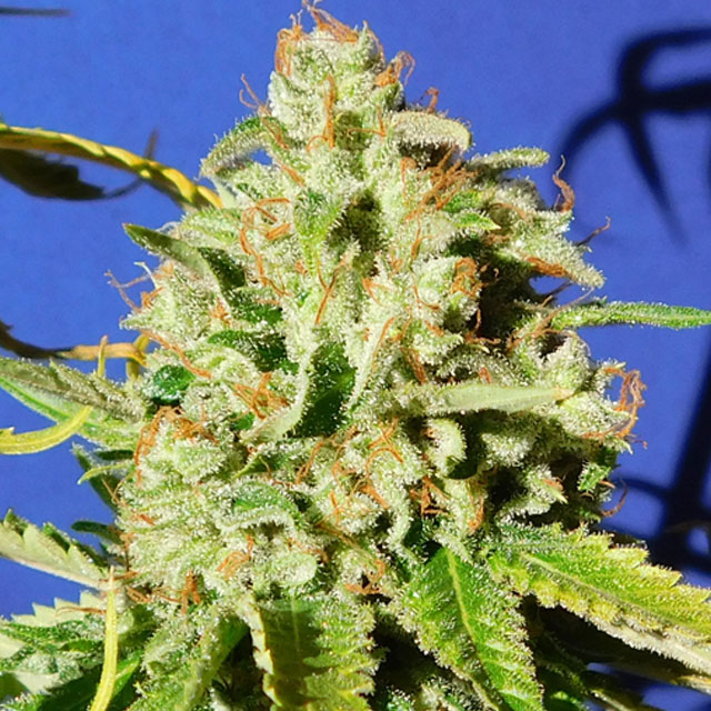 Orange Diesel Auto