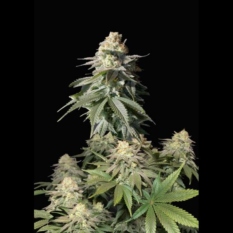 Индика сатива. Фаст Бадс. Gorilla cookies auto. Orange Bud Automatic auto (Nirvana) отзывы.