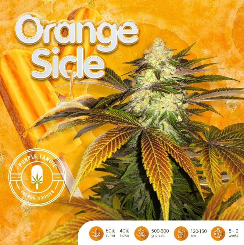 Orangesicle