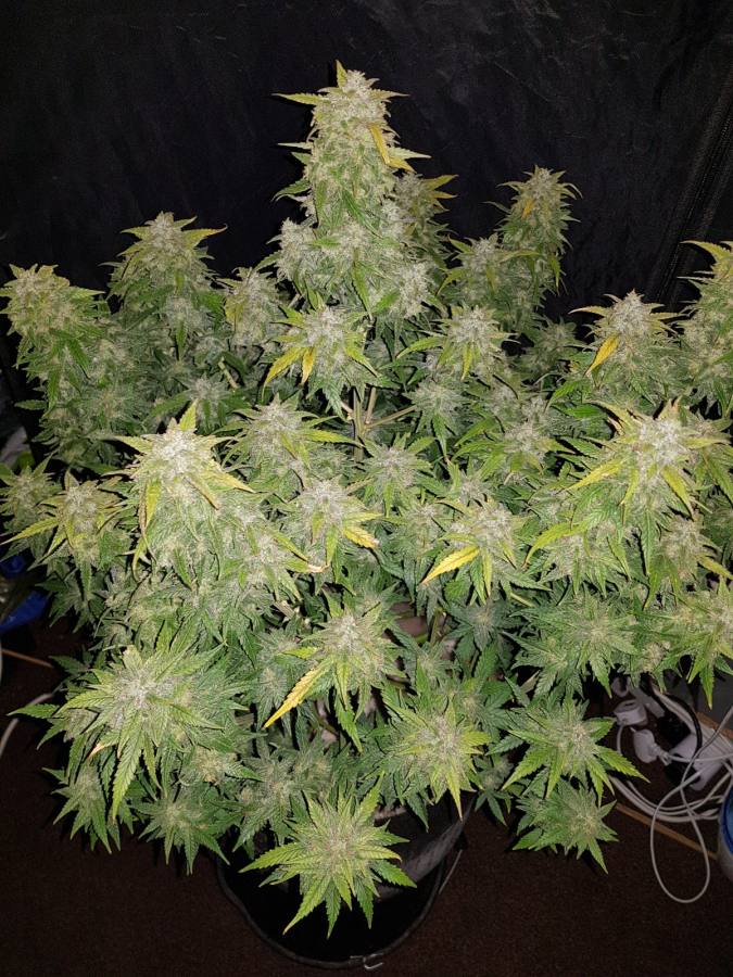 Auto Amnesia Haze (Original)