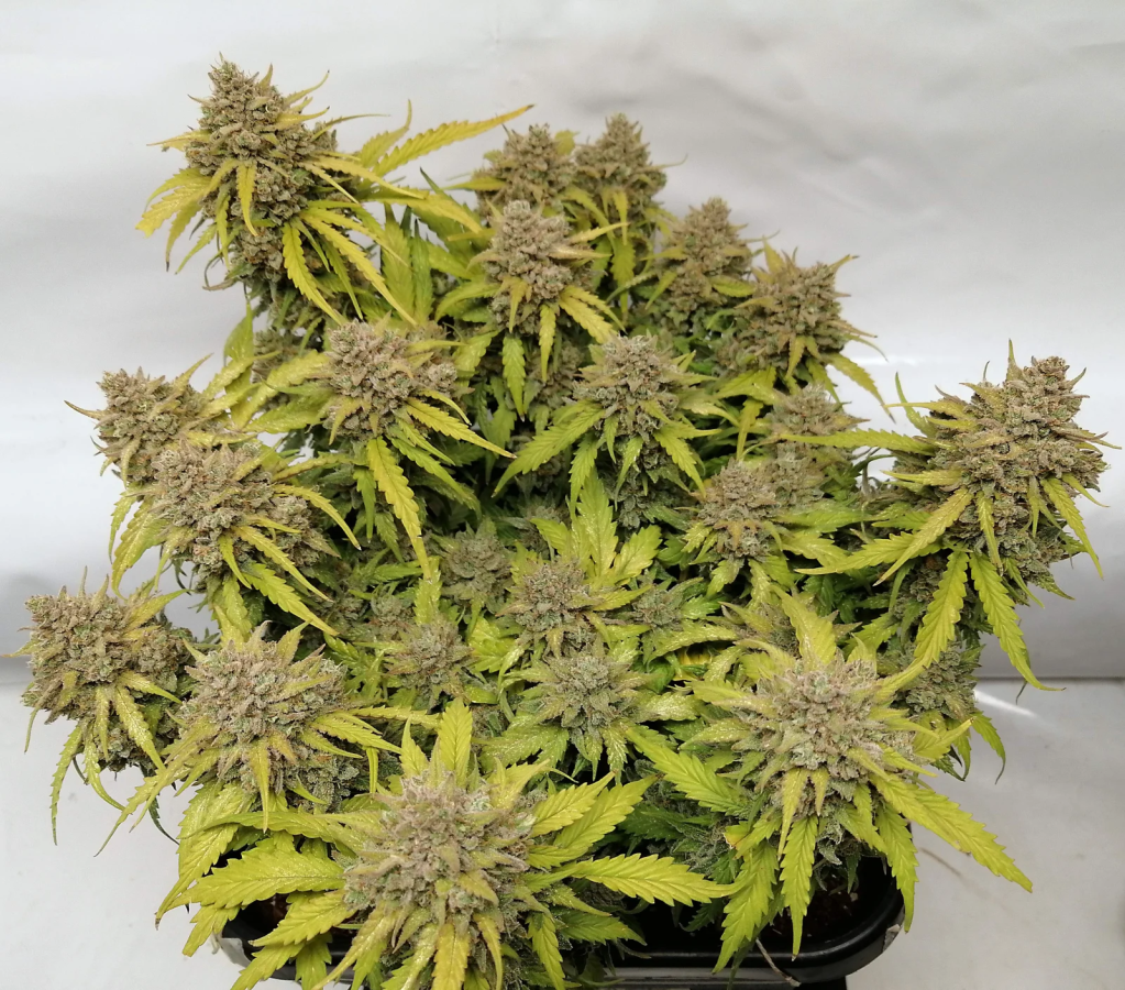 Auto Amnesia Haze (Original)