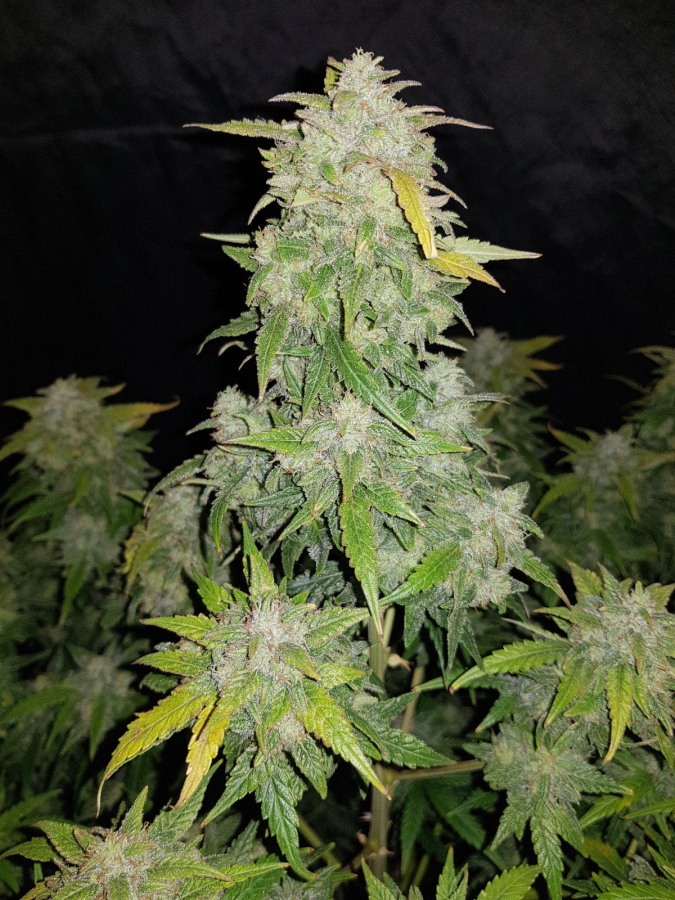 Amnesia Haze Auto (Original)