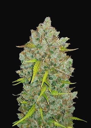 BubbleGum Auto (Original)