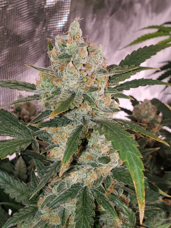 Chemdawg Auto (Original)