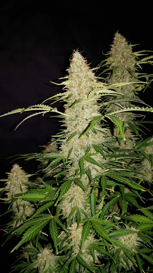 Jack Herer Auto (Original)