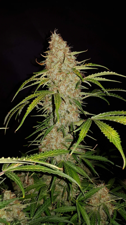 Jack Herer Auto (Original)