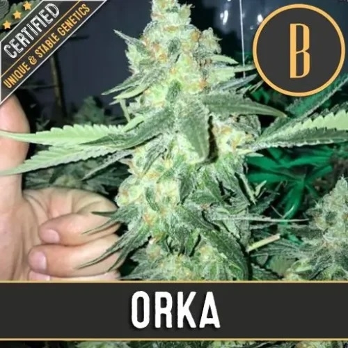 Orka