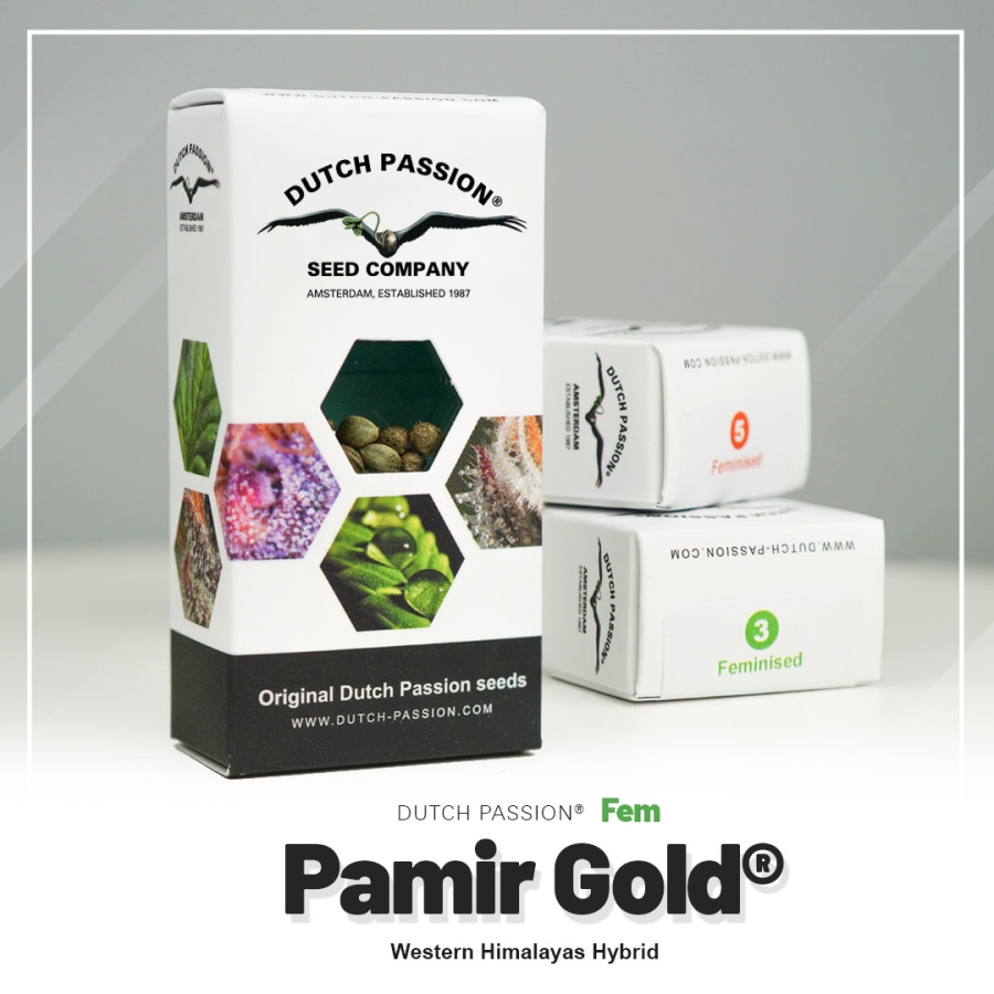 Pamir Gold