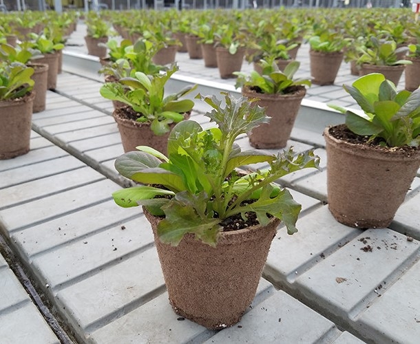 Jiffy Pot peat pots