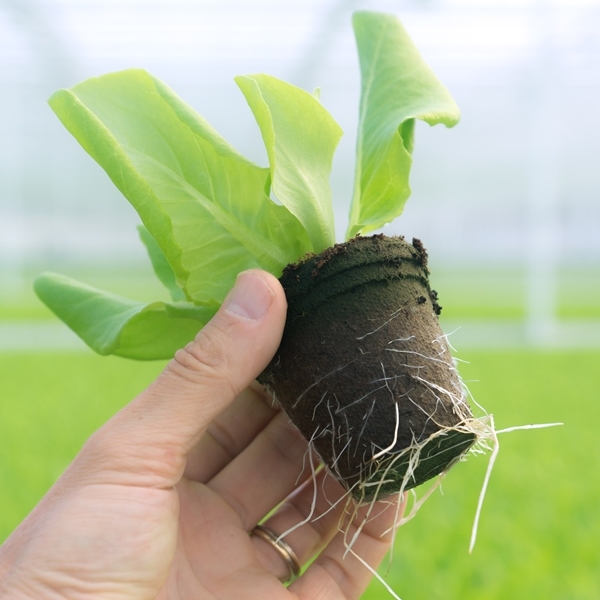 Jiffy Pot peat pots