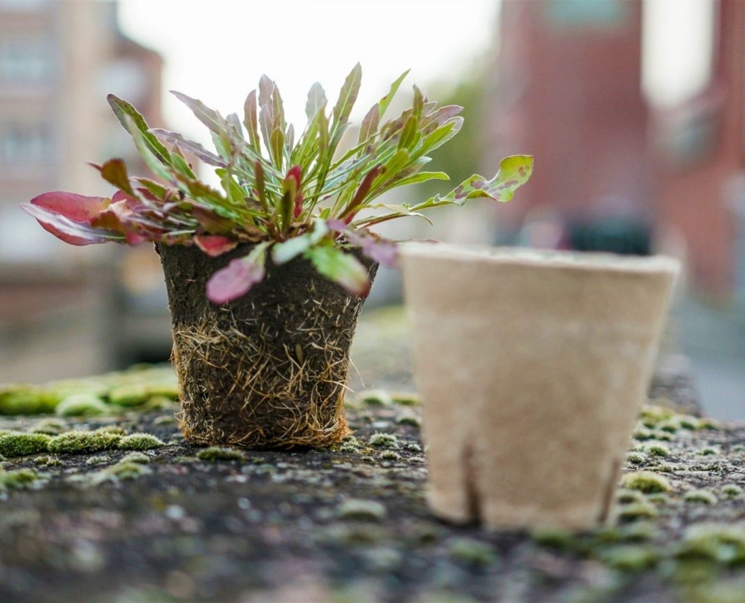 Jiffy Pot peat pots