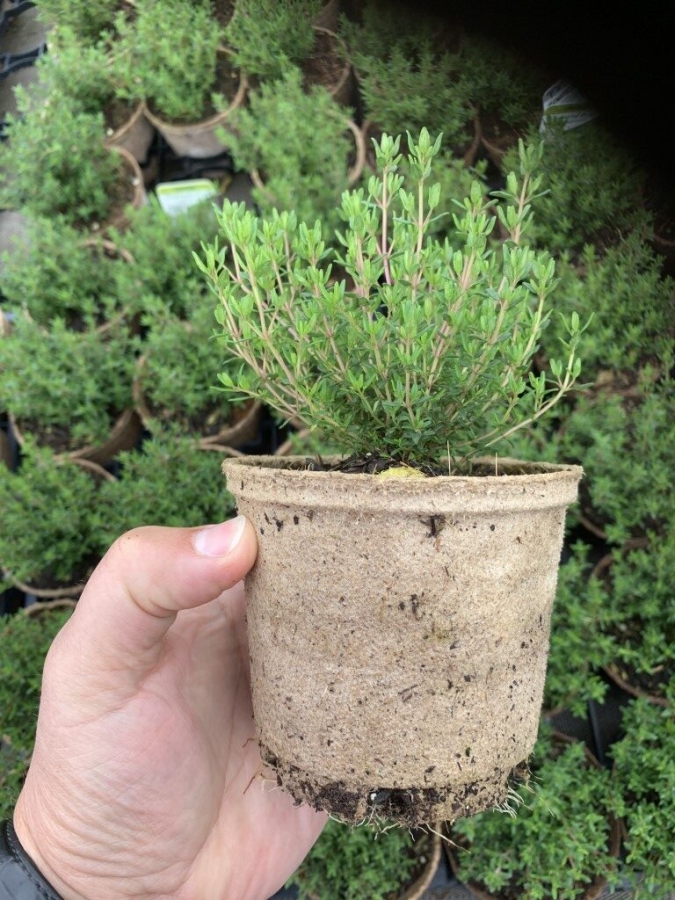 Jiffy Pot peat pots