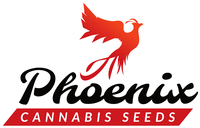 Blueberry (Phoenix)