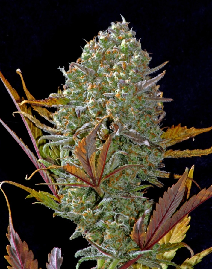 Pineapple Express Auto - FastBuds Seeds | Cannoptikum