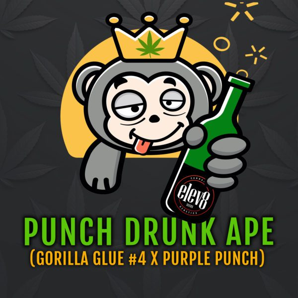 Punch Drunk Ape