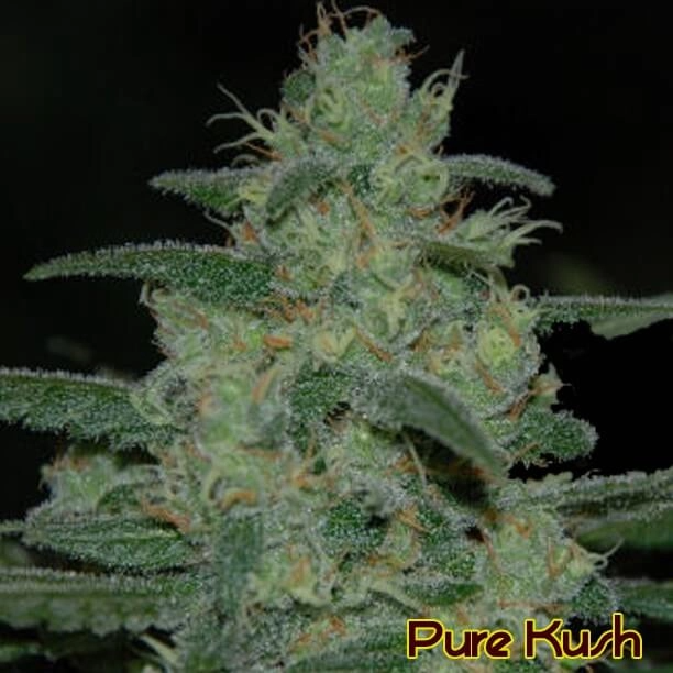 Pure Kush (OSS)