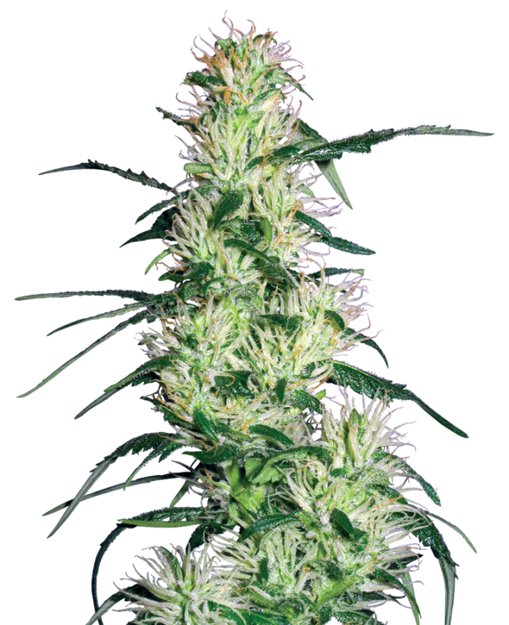 Purple Haze (White Label Seeds)