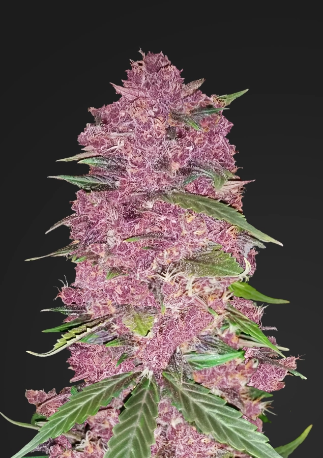 Purple Lemonade Auto