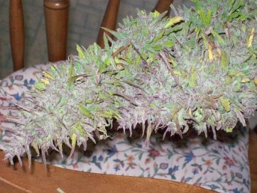 Purple Satellite regular