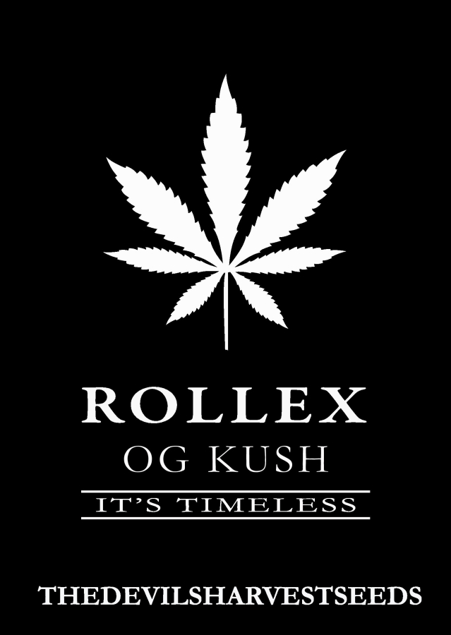 Rollex OG Kush regulär