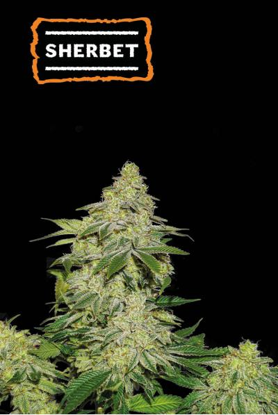 Sherbet Auto