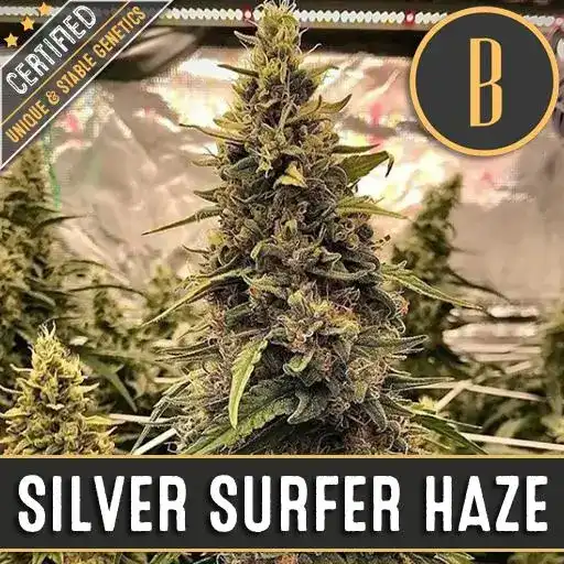 Silver Surfer Haze