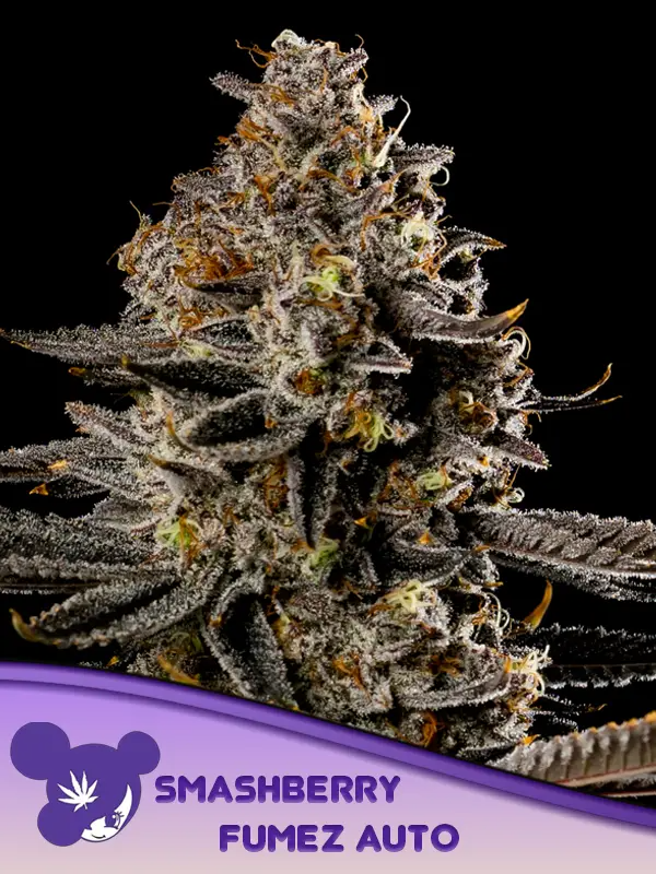 Smashberry Fumez Auto