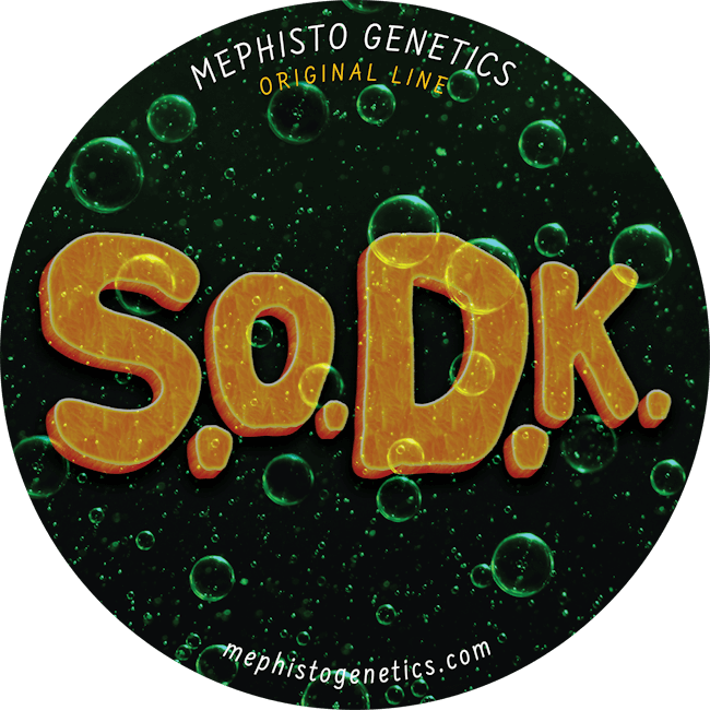 S.O.D.K Auto