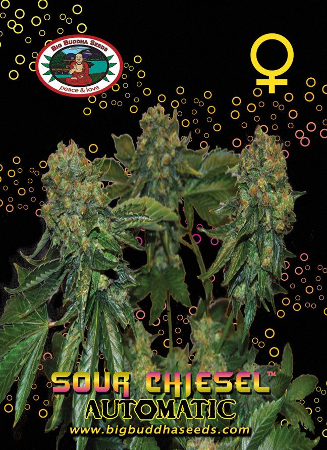 Sour Chiesel Auto