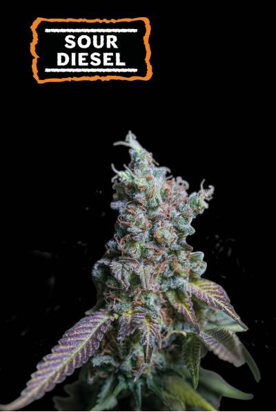 Sour Diesel Auto (Seedstockers)