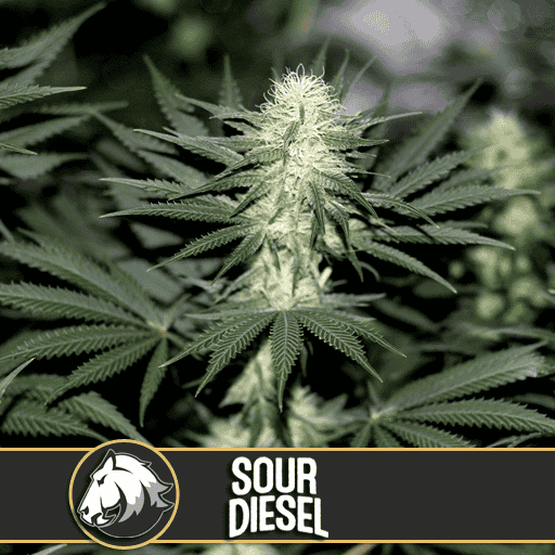 Sour Diesel (BlimBurn)